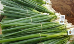 Onion - Green Bunch (LOCAL)